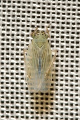 Macrosteles