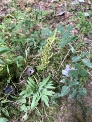 Sceptridium dissectum