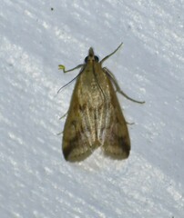 Achyra bifidalis