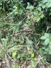 Bromus pubescens
