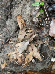 Camponotus floridanus