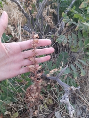 Orobanche laxissima