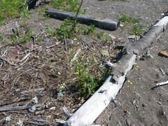 Raphanus raphanistrum