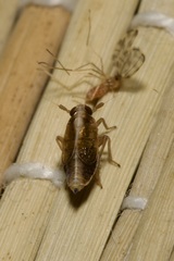 Dicranotropis hamata