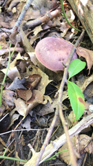 Tylopilus rubrobrunneus