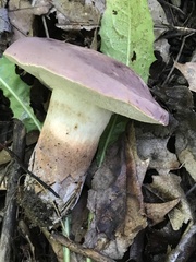 Tylopilus rubrobrunneus
