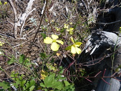 Raphanus raphanistrum