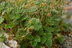 Potentilla villosa