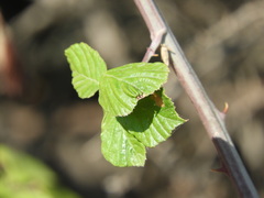 Rubus ulmifolius