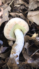Tylopilus rubrobrunneus