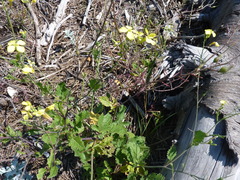 Raphanus raphanistrum