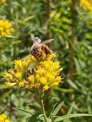 Apis mellifera