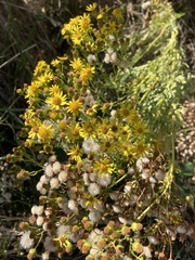 Jacobaea