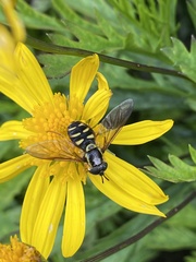 Chrysotoxum