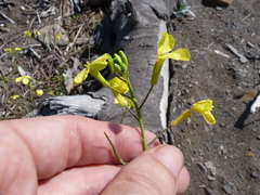 Raphanus raphanistrum