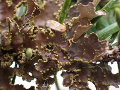 Pseudocyphellaria