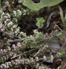 Illecebrum verticillatum