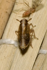Dicranotropis hamata