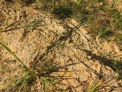 Paspalum denticulatum