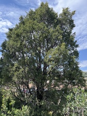 Juniperus scopulorum
