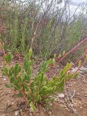 Talinum paniculatum