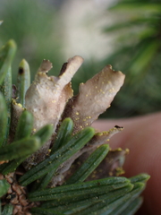 Pseudocyphellaria
