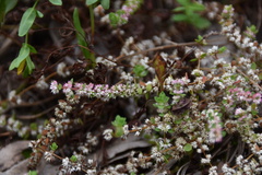 Illecebrum verticillatum