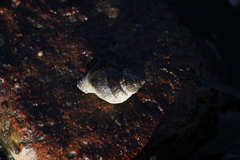 Buccinidae