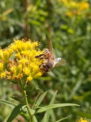 Apis mellifera