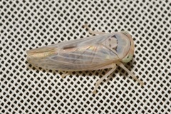 Populicerus albicans