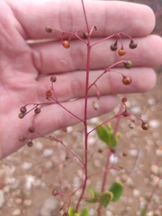 Talinum paniculatum