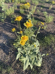 Verbesina encelioides