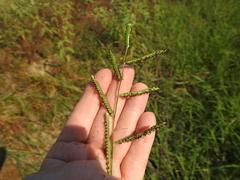 Paspalum denticulatum