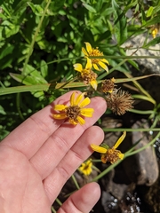 Arnica lanceolata