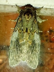 Peridea angulosa