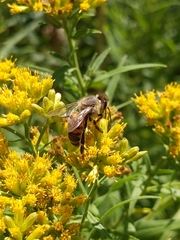 Apis mellifera