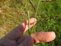 Paspalum denticulatum