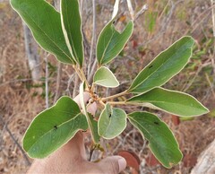 Handroanthus coronatus