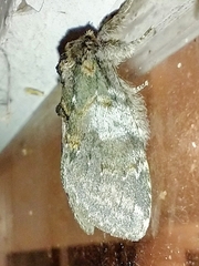 Peridea angulosa