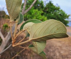 Handroanthus coronatus