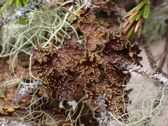 Pseudocyphellaria