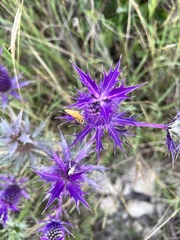 Eryngium leavenworthii