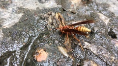 Polistes mexicanus