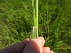 Paspalum denticulatum