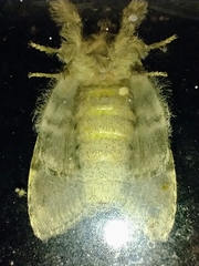 Peridea angulosa