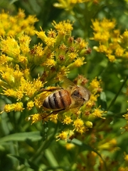 Apis mellifera