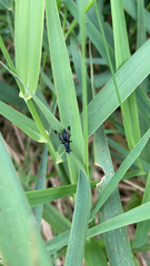 Tritoxa flexa