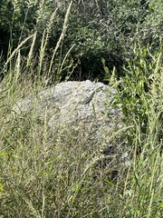 Masticophis bilineatus