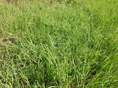 Paspalum denticulatum