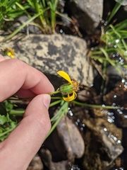 Arnica lanceolata